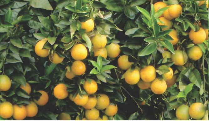fertilizante farelado forth frutas laranja resultado