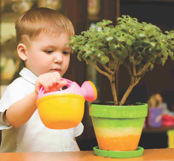 fertilizante liquido bonsai fort crianca muda planta