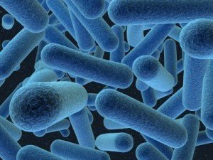 ralo limpo citromax bacterias